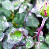 Kako obraditi i kako se riješiti pepelnice na ružama: preparati, fotografije